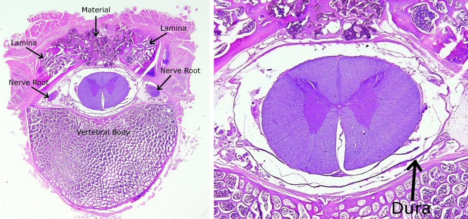 Staining – Orthopedic Research Laboratory